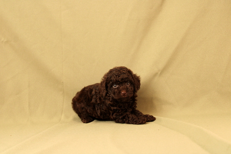 puppy, for, sale, Toy Poodle, Matthew B. Stoltzfus, dog, breeder, Gap, PA, dog-breeder, puppy-for-sale, forsale, nearby, find, puppyfind, locator, puppylocator, aca